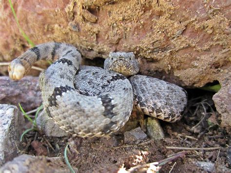 Baby Banded Rock Rattlesnake | Flickr - Photo Sharing!