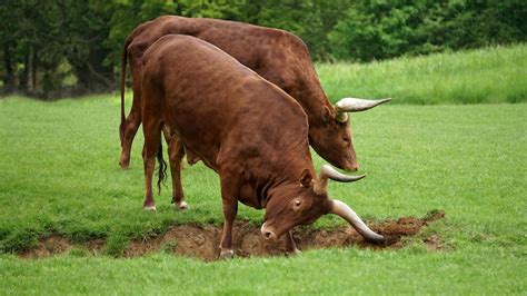 Two Brown Bull on Standing on Grass · Free Stock Photo