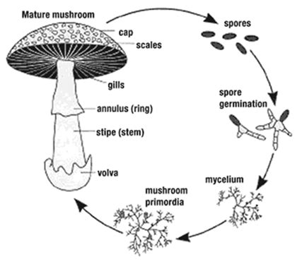 Fungi Diagram