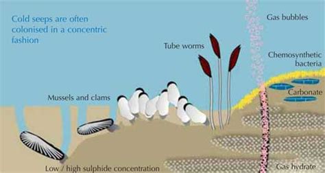 Cold seeps: marine ecosystems based on hydrocarbons – Science in School