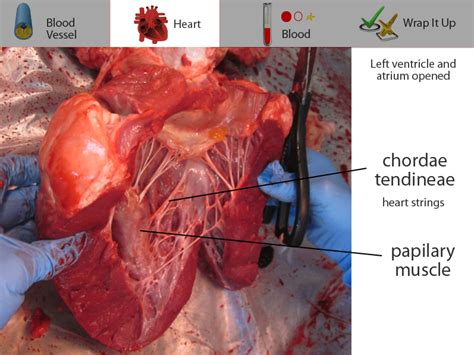 Cow Heart Anatomy - Anatomical Charts & Posters