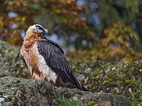 30 Bearded Vulture Facts: Bone-Eating Bird of Prey - Facts.net