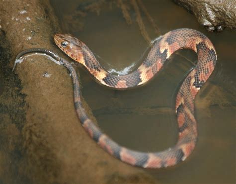 Broad-banded Water Snake (Common Snakes Identification Guide for the Houston Area) · iNaturalist