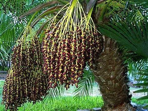 Phoenix Roebelenii, Pygmy Date Palm Seeds - 10 Tropical Palm Tree Seeds ...