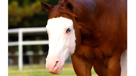 Gunner Becomes NRHA's All-Time Leading Sire - Quarter Horse News