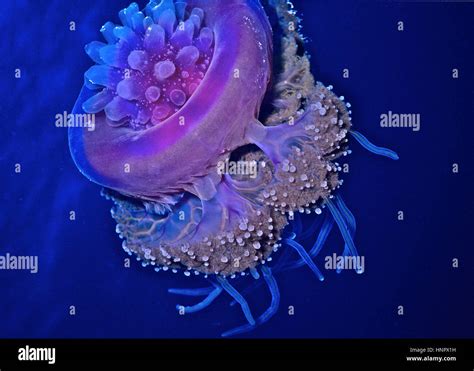 The crown jellyfish (Netrostoma setouchianum) has a deep groove running ...