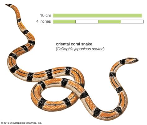 Coral snake | Diet, Size, Rhyme, & Facts | Britannica