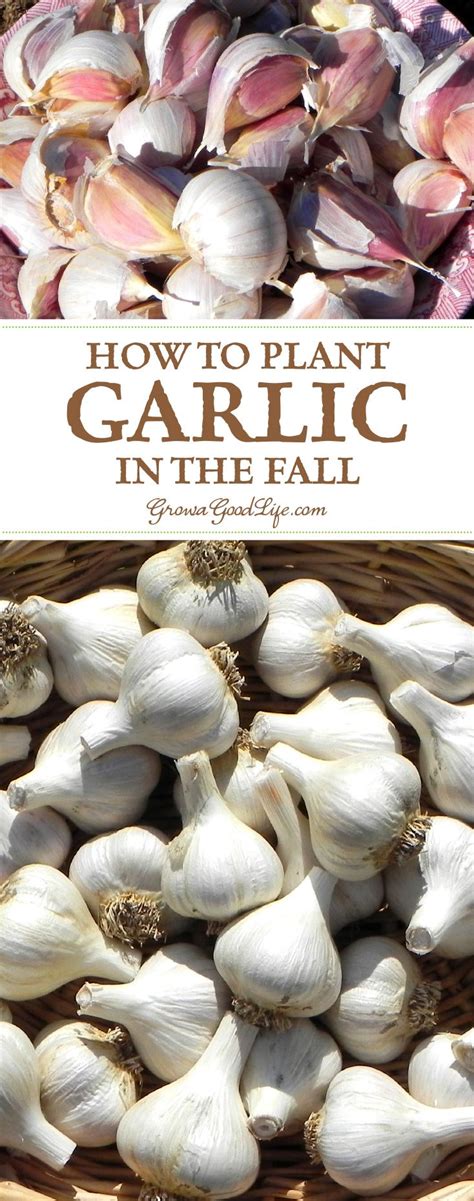 Garlic is one of the easiest crops you can grow in your garden. It is a ...