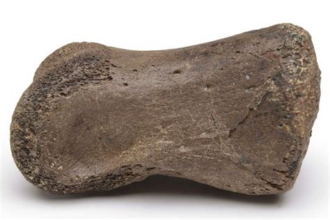 1.6" Dinosaur (Thescelosaurus) Phalanx Bone - Montana (#235557) For ...