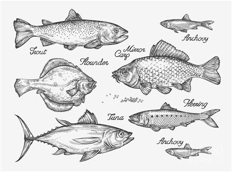 Hand Drawn Fish Sketch Trout Carp Digital Art by Ava Bitter | Pixels