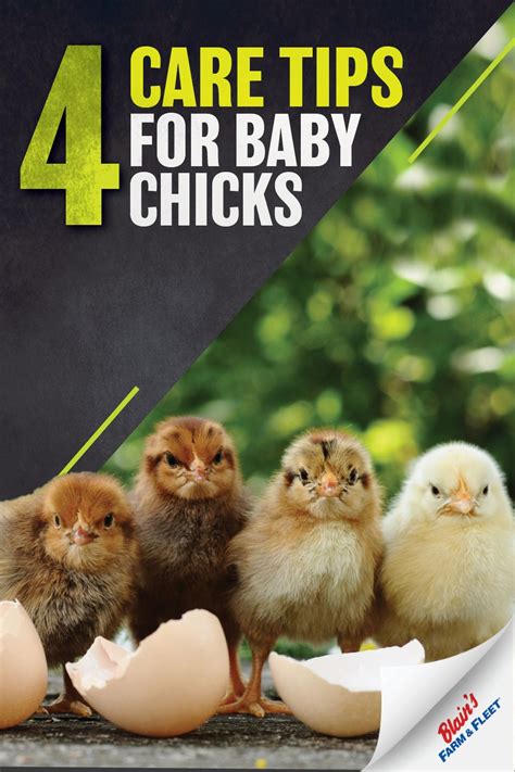 Care Tips For Baby Chicks | Blain's Farm & Fleet Blog in 2021 | Baby ...