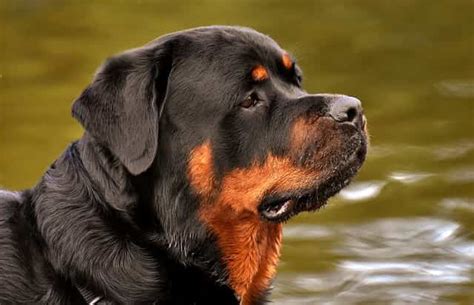 +200 Best Dog Names For Rottweiler - Ultimate List For Naming Your Rottie