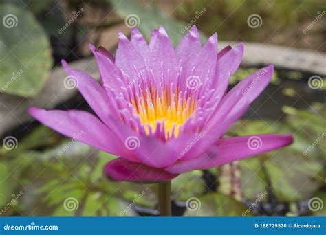 Wild Lotus Flower in Karnataka, India. Natural Colors Stock Photo - Image of karnataka, wild ...