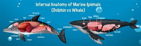 Dolphin Brain vs Human Brain: What Are the Differences? - IMP WORLD