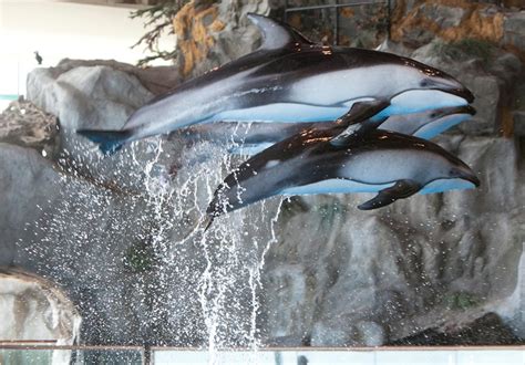 A Dozen Top Aquariums: More Than Just Fish