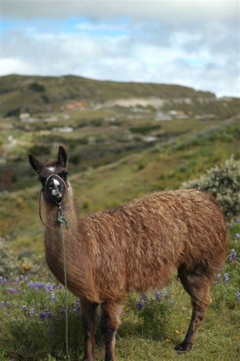 Curious Ecuadorian Llama #animal #curious #ecuadorian #llama | Llama, Ecuadorian, Animals beautiful