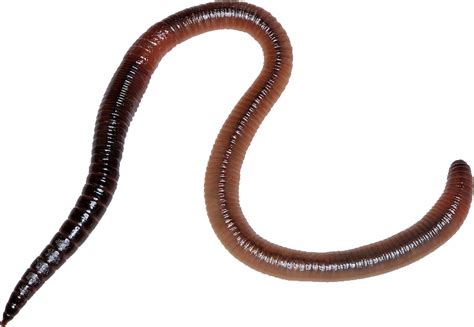 earthworm worm PNG