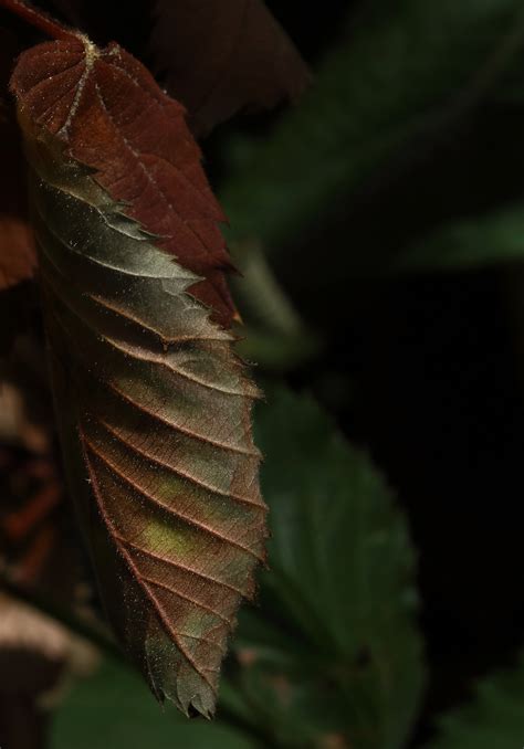 Brown Leaf In A Garden On A Bramble Free Stock Photo - Public Domain ...