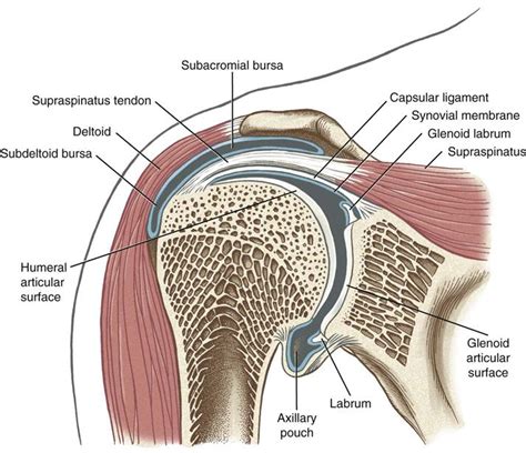 Shoulder | Musculoskeletal Key