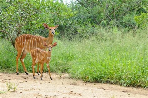 Kruger Park Safari – Different Options For Exploring Kruger National Park