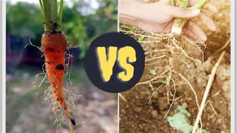 Taproot Vs Fibrous Root: What Is The Basic Difference