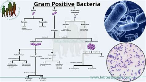 Classification Of Bacteria By Type Of Respiration: Aerobic, Anaerobic Posters For The Wall ...