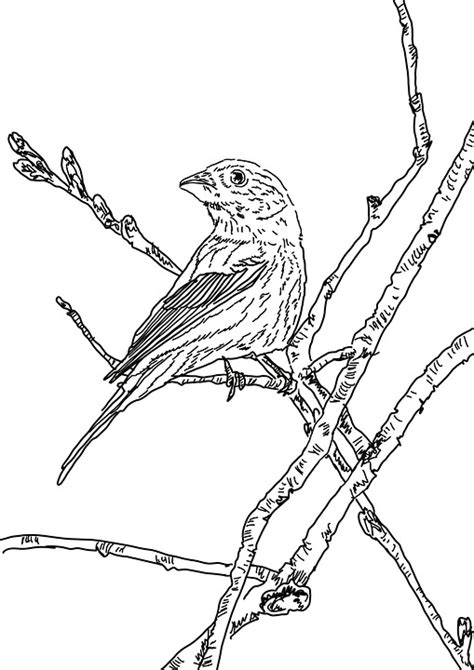 Download Bird, Black And White, Sketch. Royalty-Free Stock Illustration ...