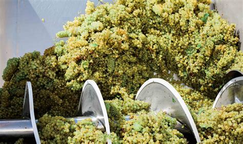 Five Reasons Why Wineries Prefer Night Harvesting Chardonnay Grapes