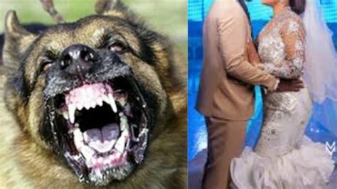 Dog bites owner to death just two months after his wedding