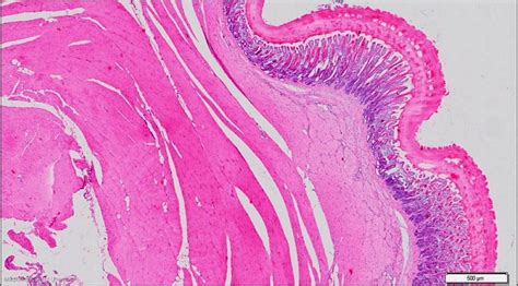 Histology of Birds