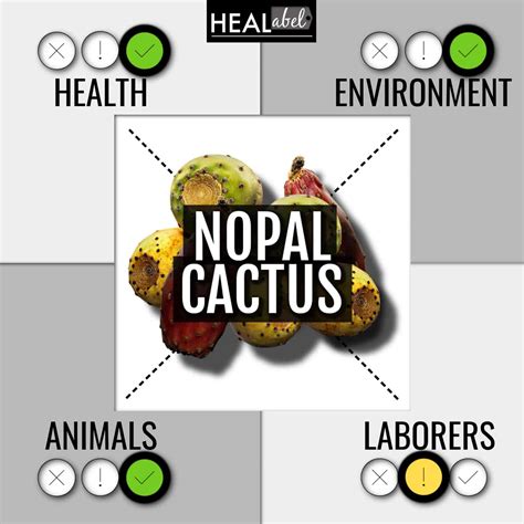 Top Nopal Benefits + Side Effects