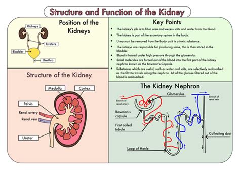 Colour Poster on the Structure and Function of the Kidney by beckystoke - Teaching Resources - Tes