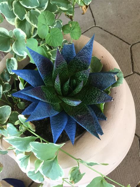 Cool blue succulent | Blue succulents, Succulents, Botany