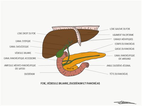 Foie, vésicule biliaire, duodénum et pancréas - Fiches IDE