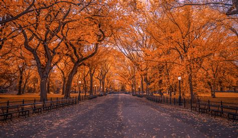 Download New York Park Tree Fall Man Made Central Park HD Wallpaper