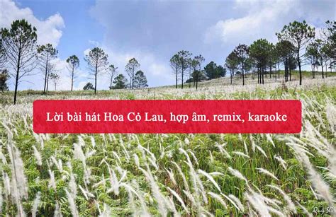 Lời bài hát Hoa Cỏ Lau, hợp âm, remix, karaoke - META.vn