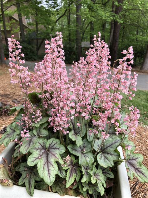 Heuchera (Alumroot, Coral Bells, Heuchera) | North Carolina Extension Gardener Plant Toolbox