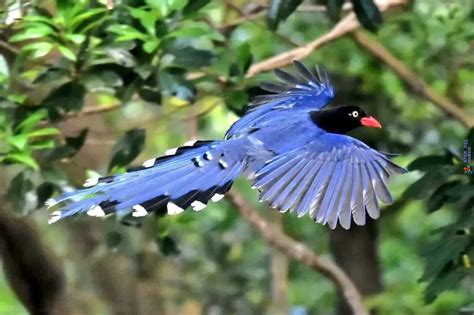 Discover the Stunning Taiwan Blue Magpie