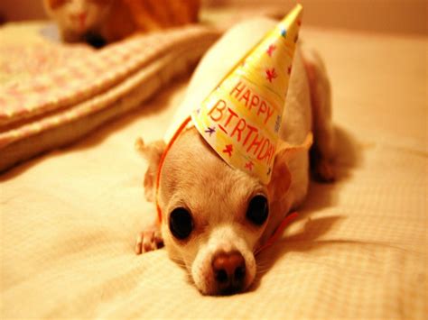 Free download Pics Photos Funny Happy Birthday Wallpaper [1600x1200] for your Desktop, Mobile ...
