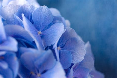 Premium Photo | Blue hortensia flowers on blue.