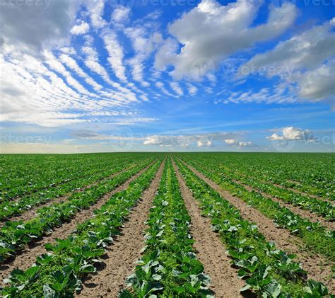 Cabbage field 810725 Stock Photo at Vecteezy