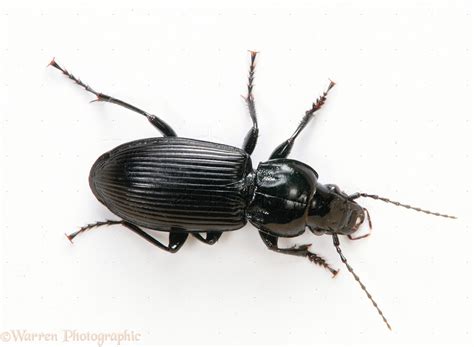 Black beetle photo WP25983