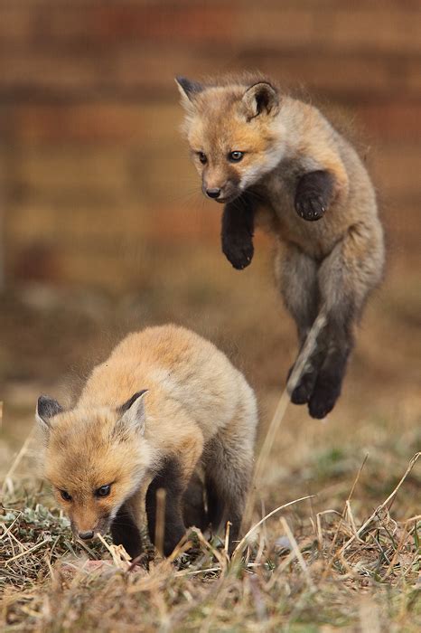 Enjoy this Photography of Cute Baby White Foxes Playing and Relaxing ...