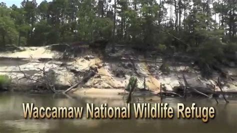 Waccamaw National Wildlife Refuge - YouTube