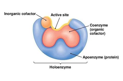 Holoenzyme - MEDizzy