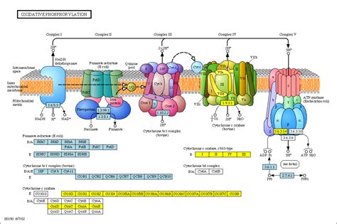 Diagram Of The Electron Transport System Complex Electron Tr