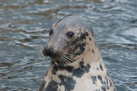 Grey Seal | Facts, pictures & more about Grey Seal