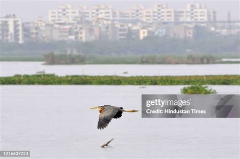 Okhla Bird Sanctuary Photos and Premium High Res Pictures - Getty Images