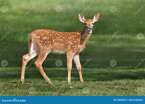 White-tailed Deer Fawn Stock Images - Image: 3362404