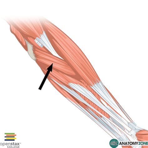 Pronator Teres • Muscular, Musculoskeletal • AnatomyZone